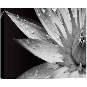SIGNWIN Canvas Wall Art Pygmy Water Lily with...