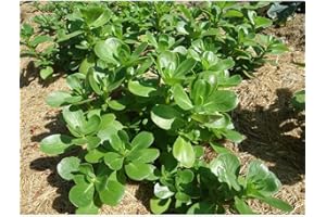Broad Leaf Purslane Organic Seeds, Purslane Seeds, Home Gardening, High Germination, for Garden and Potting, Non-GMO Heirloom