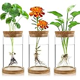 Plant Propagation Stations 3 Pack Plant Terrarium, Propagation Jars Glass Hydroponic Vases for Indoor Plants, Desktop Glass Plant Pot with Lid & Wooden Stand Gardening Gifts for Women Mom Plant Lovers