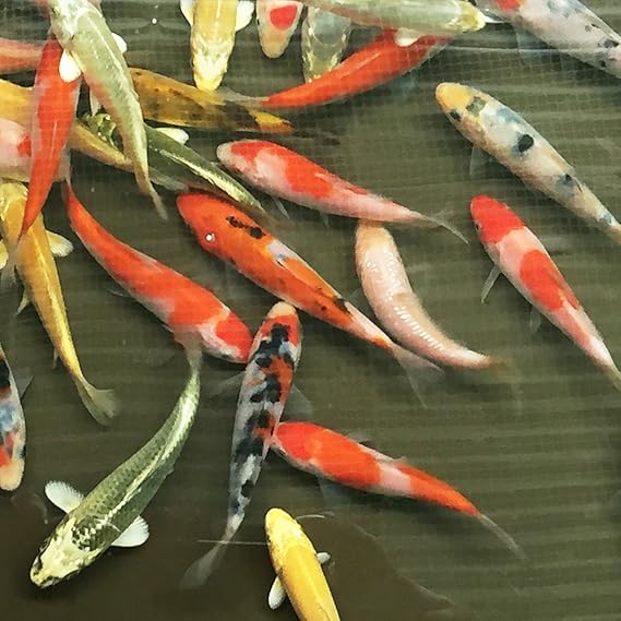 生体 錦鯉mix 10匹 サイズss 約7cm 10cm前後 Emuwai Emuwai 観賞魚 水中生物 通販 Amazon