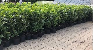 Prunus lauroc.'Novita' winterharte Kirschlorbeer 40-60cm im Topf gewachsen