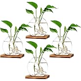 TkoYuHm 4 Pack Plant Propagation Station with Wooden Base Glass Terrariums for Indoor Plants Decorative Round Vases for Flowers Hydroponic Planter for Home Office Decor
