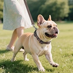 Joytale Reflective Dog Collar, Soft Neoprene