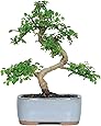 Brussel's Chinese Elm Bonsai - Small - (Outdoor)