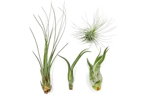 RAGNAROC Air Plants - Tillandsia Variety Pack, Regular 1-3" - 4ct - Live Arrival Guaranteed - House Plants for Home Decor & Gift