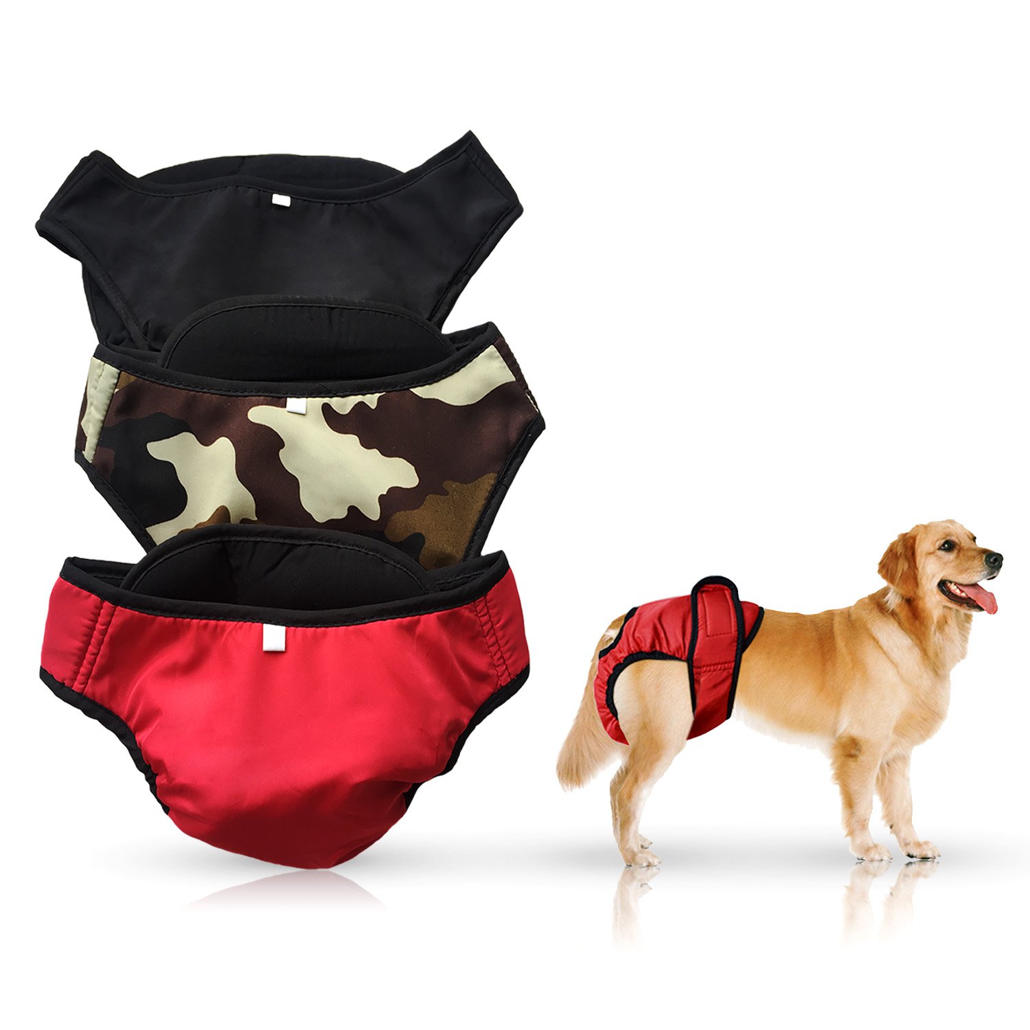 when a male dog is in heat