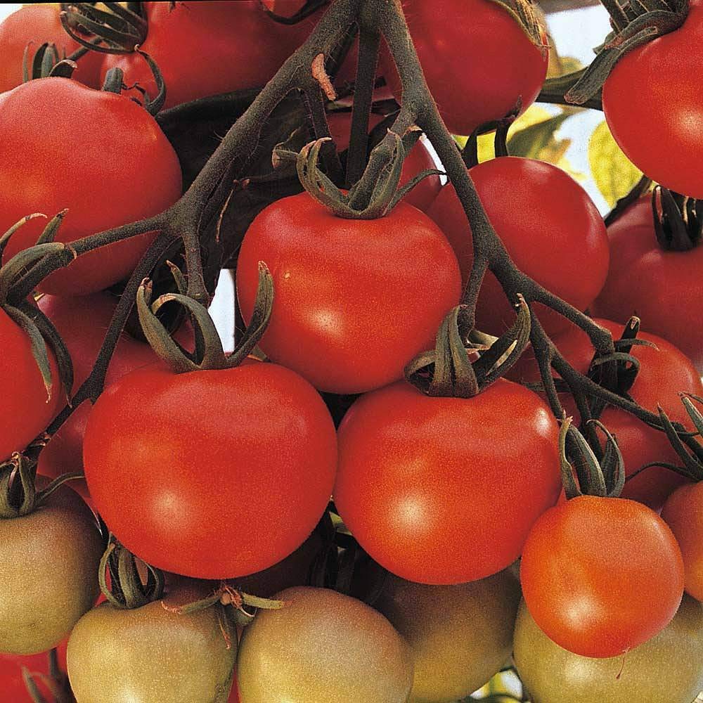 Tomato Seeds 'Ailsa Craig' Half-Hardy Annual Garden Plants Easy to Grow Your Own for Veg Patch Allotment Tomato Seeds 'Ailsa Craig' 1 Packet of 94 Seeds by Thompson and Morgan