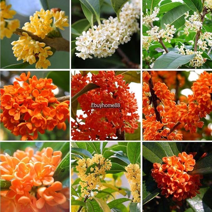 Portal Cool Paquete de se as: 4: 20Pcs cult r un huerto casero ...