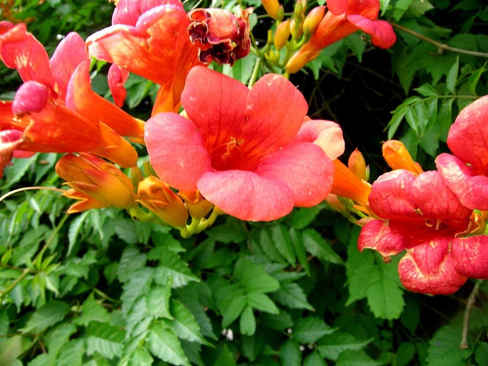 Campsis Grandiflora Chinese Trumpet Vine Deciduous Creeper Climbing 100