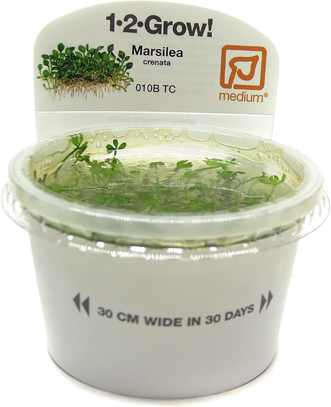 Tropica 1 2 Grow Marsilea Crenata Plantes D Aquarium Amazon Fr Jardin