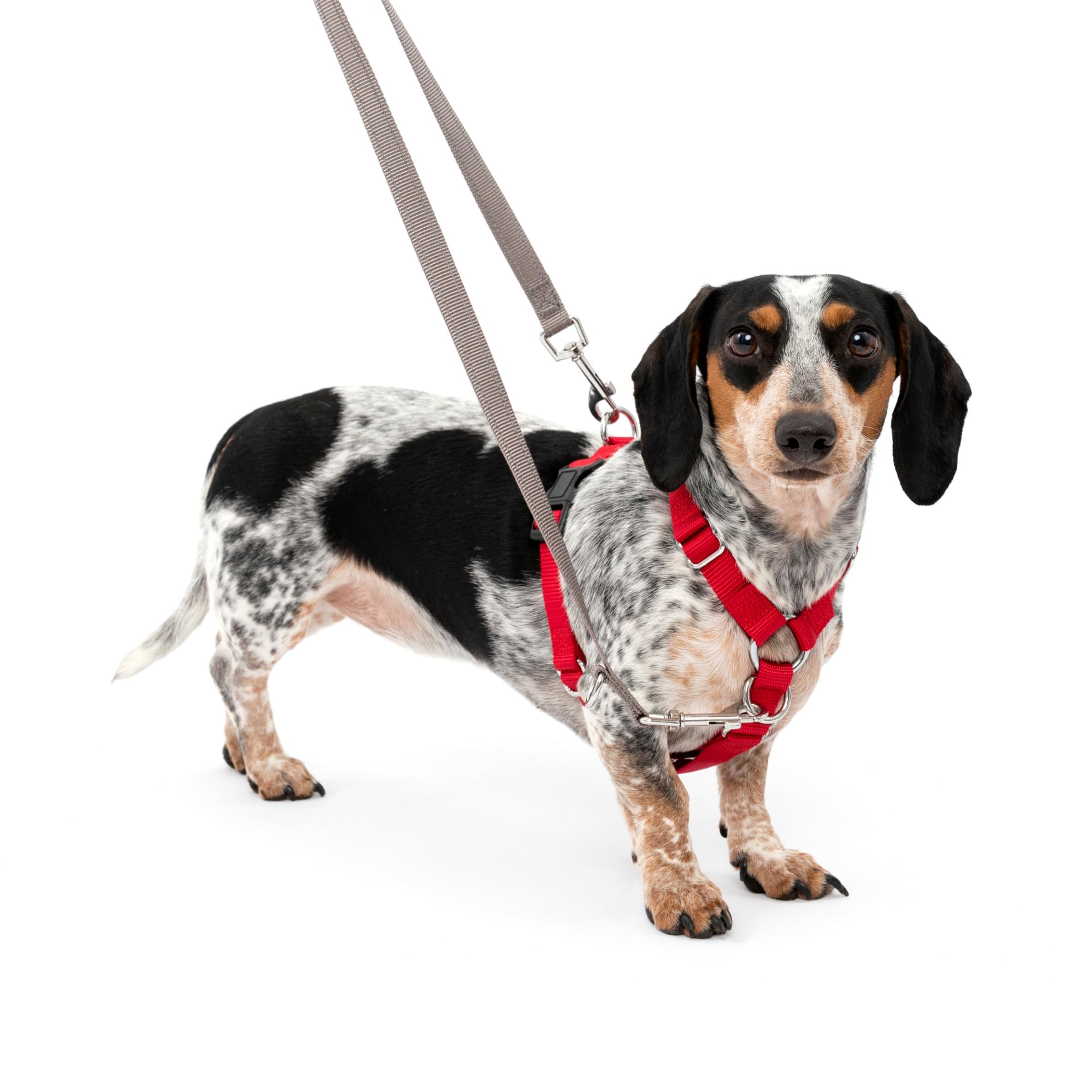 PetSafe Sure-Fit Harness - Maximum Adjustability - Soft Padded Straps - Nylon Strap Pet Harness - Quick Snap Buckle - Built-in Leash Attachment - Travel Friendly - Small - Red