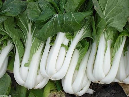 Buy Generic 3, 500 Seeds Bok Choy (Pak Choi) Online at Low Prices in India - Amazon.in
