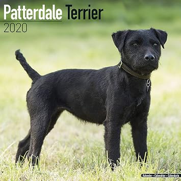 Amazon Com Patterdale Terrier Dog Breed Calendar Wall