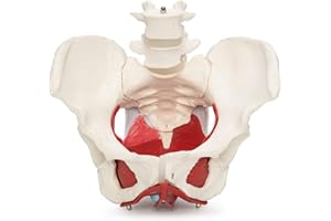 Medical Anatomical Female Pelvis Model with Removable Organs, 6-part, Life Size