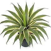 Hollyone Large Artificial Agave Plants 16.9" Tall Fake Agave Plant in Black Pot with Real Stone Pebbles Faux Succulent Aloe Tropical Plants Potted for Indoor Outdoor Home Patio Garden Decor