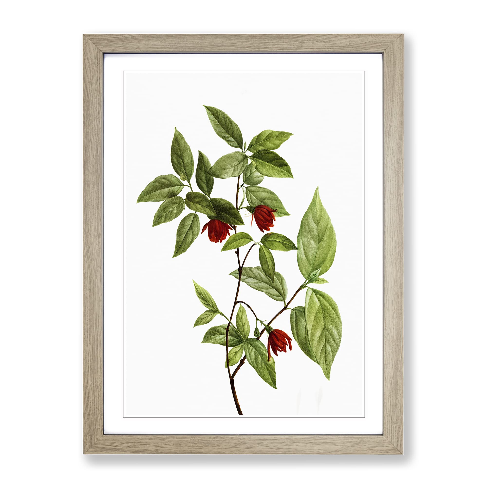 Calycanthus Venus Flowers By Pierre Joseph Redoute Vintage Framed Wall Art Print, Ready to Hang Picture for Living Room Bedroom Home Office Décor, Oak A3 (34 x 46 cm)