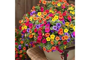 VISTATU 5000+ Petunia Seeds Grandiflora Flowers Mixed Rainbow Color for Bonsai Planting Home Garden House Plant Flower Seed Mix Color