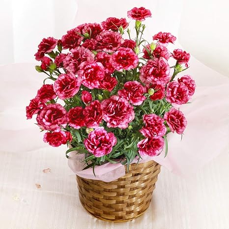 Amazon 母の日ギフト 5号鉢カーネーション プラムタルト 観葉植物 オンライン通販