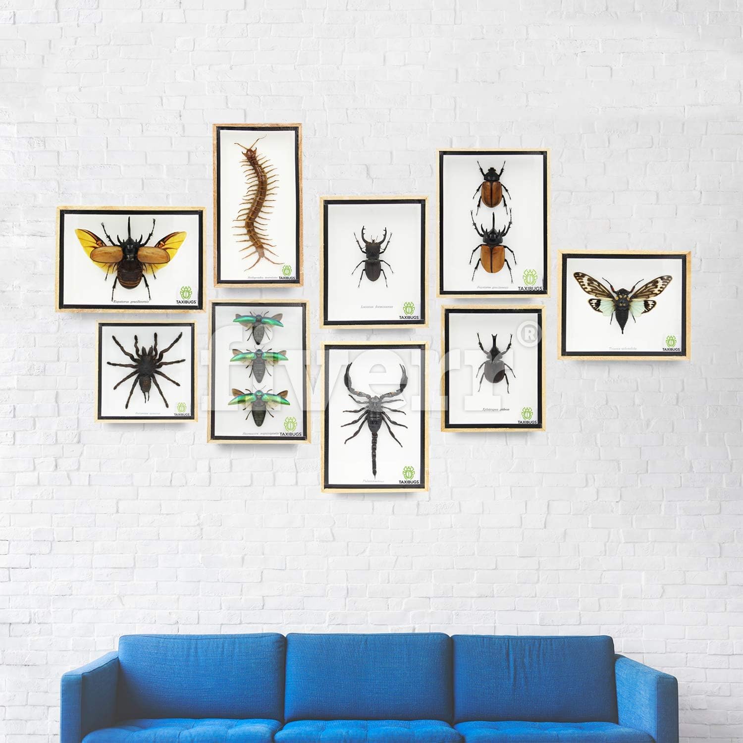 TAXIBUGS Cicada Speciosa insect taxidermy in wood box framed, Small - Image 5