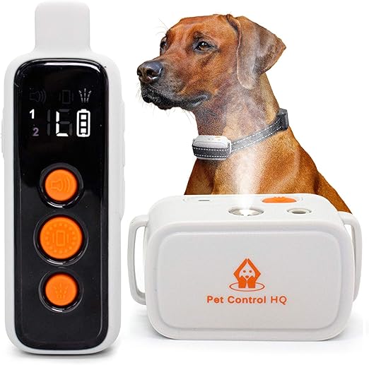 dog which does not shed hair