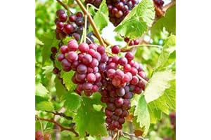 CARPET CREEPING 50+ Seed Grape Vine Fruit Seeds for Planting Outdoor-Plant & Grow Heirloom Grape Vine Non-GMO in Your Home Garden