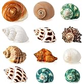 WeDoSoy 12PCS Hermit Crab Shells 1.6"-3.2", Growth Turbo Seashells | Natural Sea Conch Shell for Small to Medium to Large Crabs, Saltwater Hermit Crab Accessories and Sea Shells for Beach Decor