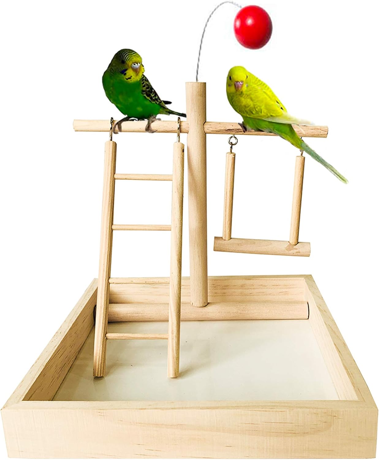 parakeet gym