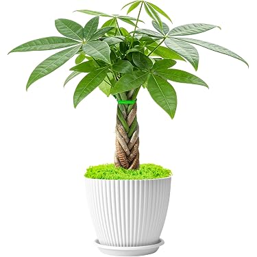 succulents bonsai Jade Bonsai Kokedama