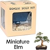 Eve's Miniature Elm Bonsai Seed Kit, Woody, Complete Kit to Grow Elm Bonsai from Seed