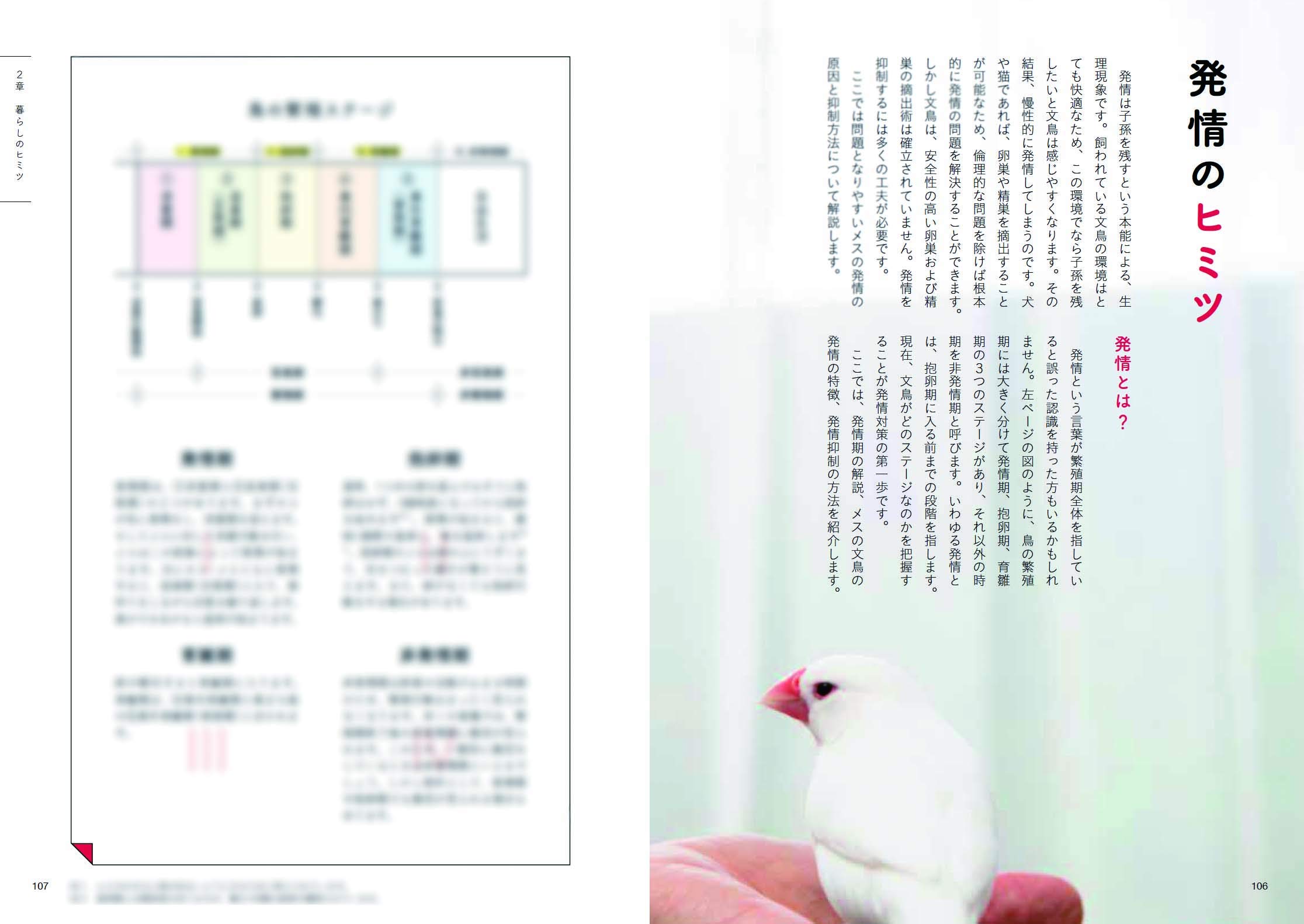 Amazon Fr 文鳥のヒミツ Livres