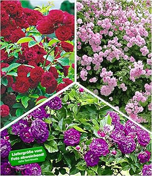 1 Pflanze Kletterrose Winterhart Mehrjahrige Kletterpflanze Baldur Garten Rambler Rosen Bleu Magenta Kletterpflanzen