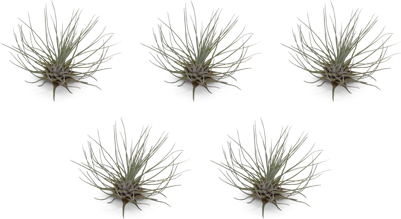 5 Pack Tillandsia Fuchsii v Gracilis Air Plants by CTS Air Plants