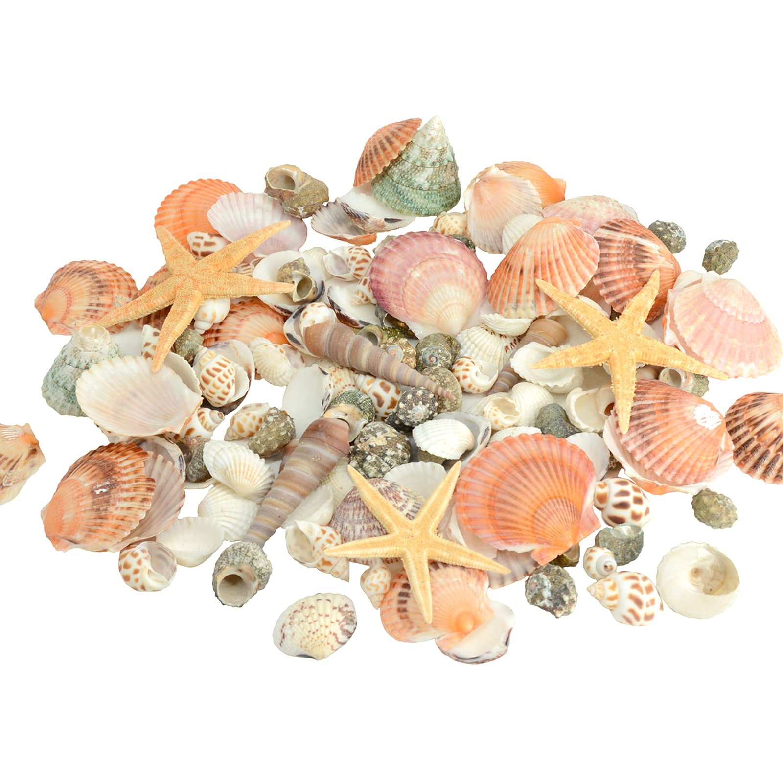 120 PCS Sea Shells Mixed Beach Seashells 12 Kinds of Shells Colorful Seashells with Starfish for Home Decoration, DIY Crafts, Fish Tank and Vase Filler (Multi)-350g