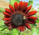 5 Grams Chocolate Sunflower Seeds for Planting