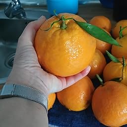 Naranjas de Valencia de Mesa Daniel Caja 6 kg: Amazon.es ...