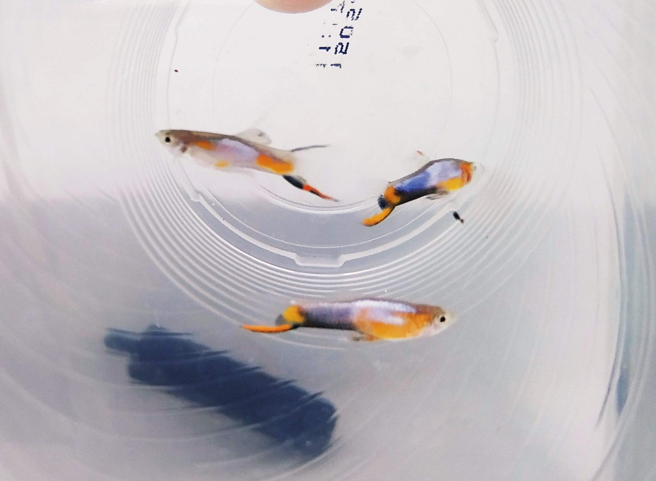 Ikanesia Guppy 2 Male 2 Female Japan Blue Star - Live Tropical Fish