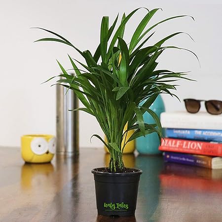 Leafy Tales Areca Palm Air Purifier Live Plant in Black Plastic Pot | NASA Indoor Plant