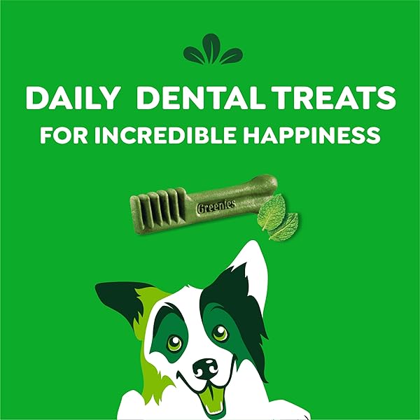 GREENIES VETERINARIAN-RECOMMENDED NATURAL DENTAL DOG TREATS, DENTAL CHEWS FOR DOGS, REGULAR SIZE, FRESH FLAVOR, 12 OZ. PACK, 12 COUNT