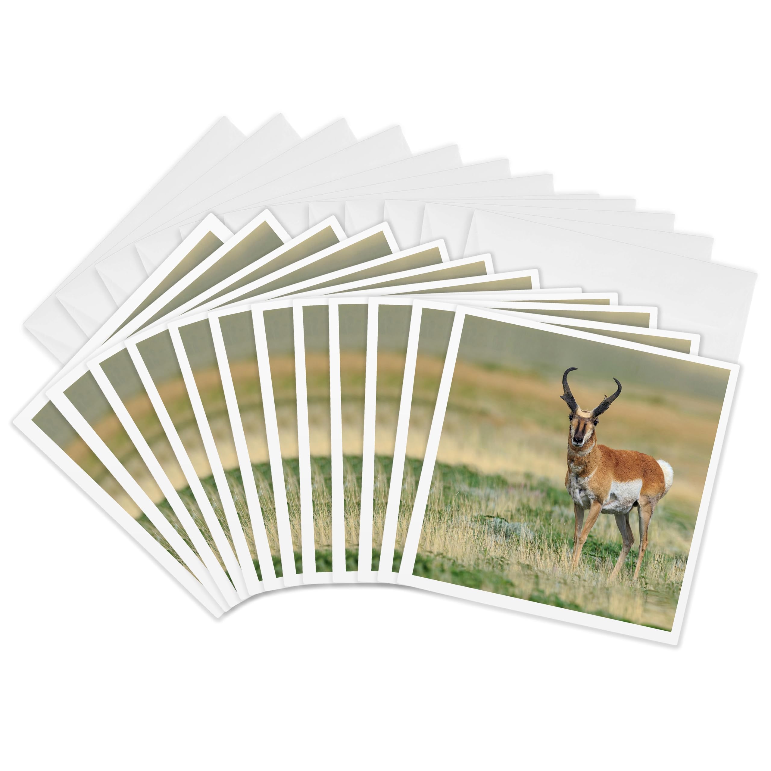 3dRose gc_259749_2 6 x 6-Inch "Pronghorn Buck Antelope in Grasslands, New Mexico" Greeting Card (Set of 12)