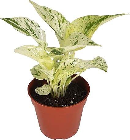 Amazon Com Marble Queen Pothos 4 From California Tropicals Garden Outdoor