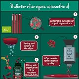 Vegavero Organic Astaxanthin 8 mg Vegan 60 Capsules Lab Tested Europe view 3