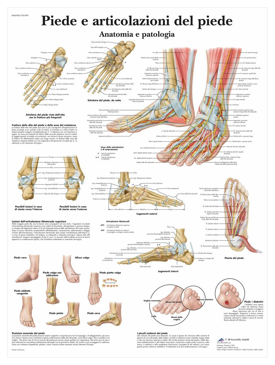 3B Scientific vr4176l Foot and articulation of the Foot, 1