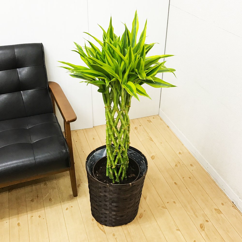 新品 観葉植物 ドラセナサンデリアーナ ミリオンバンブー 鉢カバー付 B017sa7ozs 幸運の竹 ラッキーバンブー 大型 インテリア グリーン観葉植物 Jurnal Ulb Ac Id