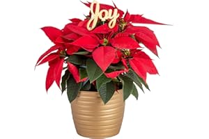 Costa Farms Poinsettia Live Plant in Gold Christmas Planter, Easy to Maintain Flowering Indoor Houseplant, Perfect for Holiday Room or Office Decor, Seasonal Gift, 16-20 Inches Tall