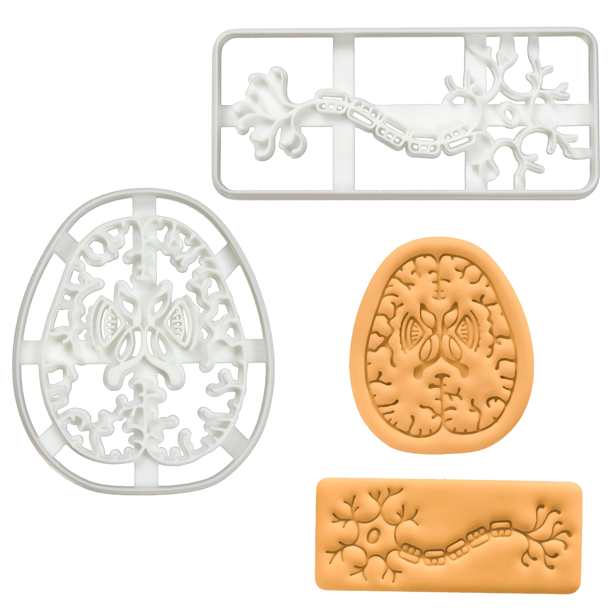 BAKERLOGY Set of 2 Cookie Cutters (Designs: Neuron & Brain Axial Section) - Detailed Biscuit Cutter Design for Baking and Crafts, Ideal on Fondant, Dough, Clay
