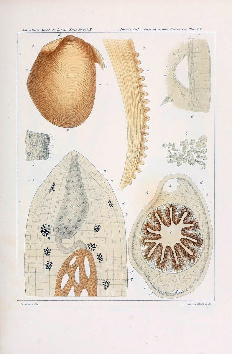 Amazon Aeolididae E Famiglie Affini Del Porto Di Genova Bologna Tipi Gamberini E Parmeggiani 1877 11 ヴィンテージ印刷reproduction 9in X 14in 0914 アートフレーム ポスター オンライン通販 Amazon Aeolididae E Famiglie Affini Del Porto Di Genova Bologna Tipi Gamberini E Parmeggiani 1877 11 ヴィンテージ印刷reproduction 9in X 14in 0914 アートフレーム ポスター オンライン通販