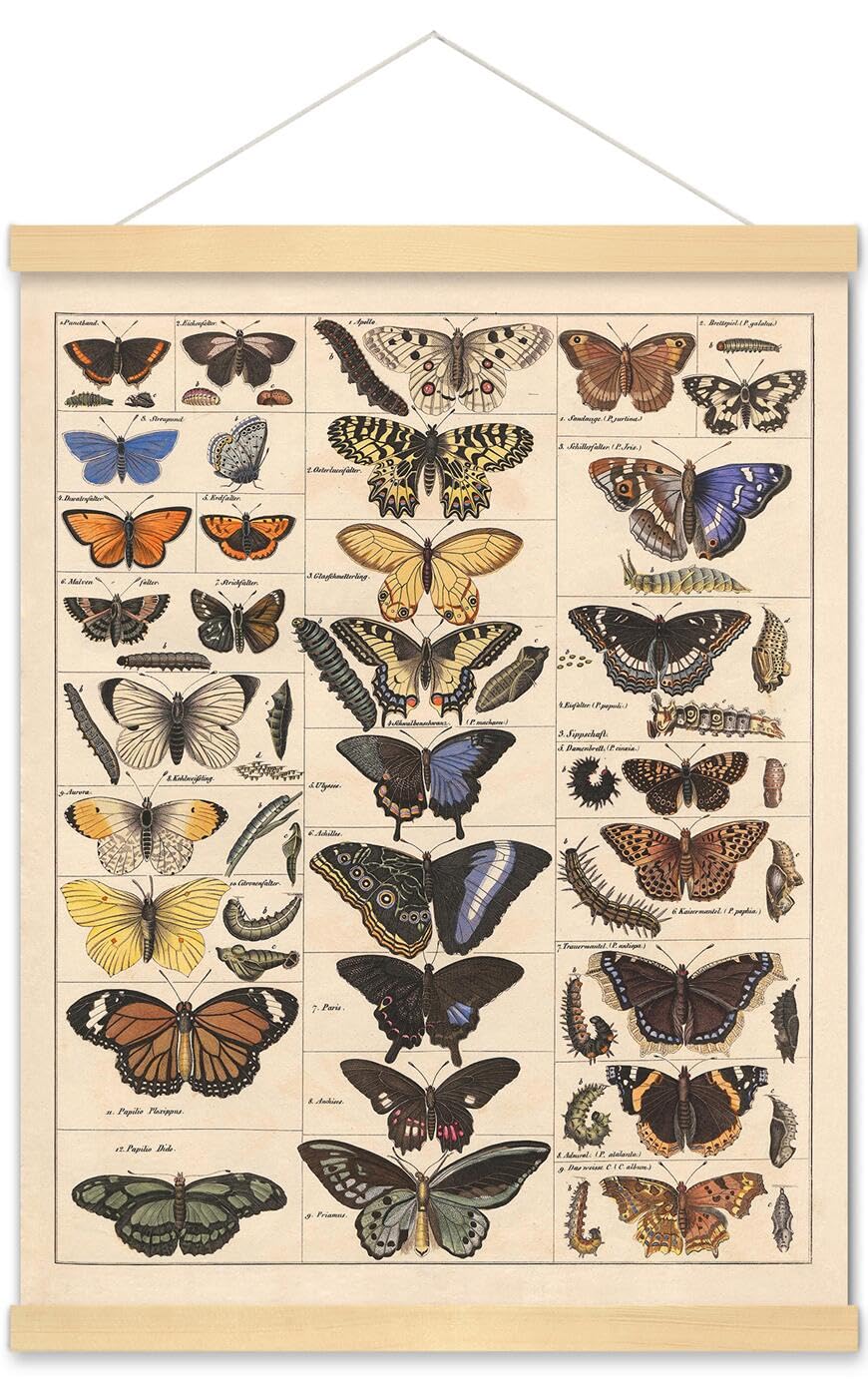 Meishe Art Poster Print Vintage Butterflies Insects Butterfly Breeds Collection Species Identification Reference Chart Pop Classroom Club Home Wall Decor(40cm x 50cm+Hanger Frame)