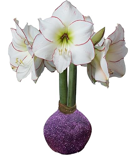 Amazon.com : Moss Picasso Waxed Amaryllis Bulb Size 32/34