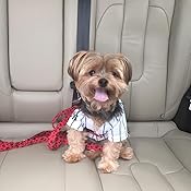 yankees dog jersey