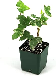 Sprig &amp; Stone Hedera Helix 'English Ivy' (Grower's Choice)